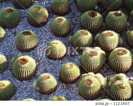 サボテンころころ (ロサンゼルス/アメリカ合衆国) サボテンころころ (ロサンゼルス/アメリカ合衆国) 1121607