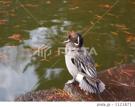 オナガガモ（オス） 1121871
