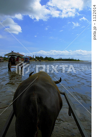 水牛に引かれ由布島へ 1122014