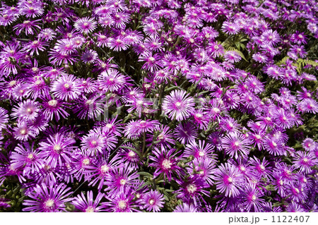 気になった花 1122407