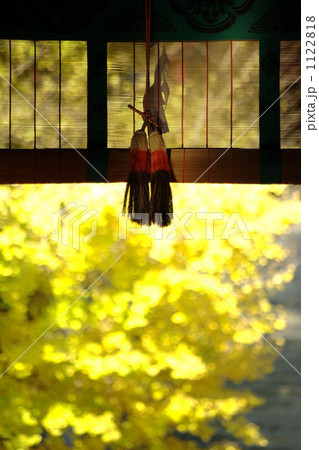 神社の銀杏 1122818