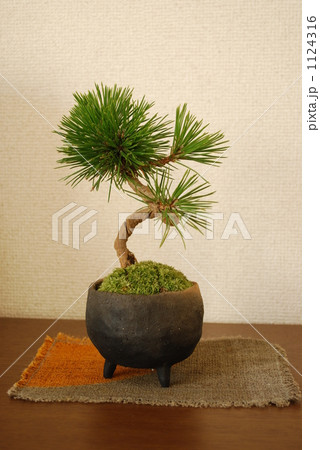 黒松の盆栽 黒松の盆栽 1124316