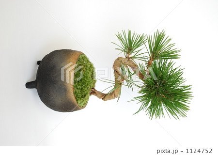 黒松の盆栽 1124752