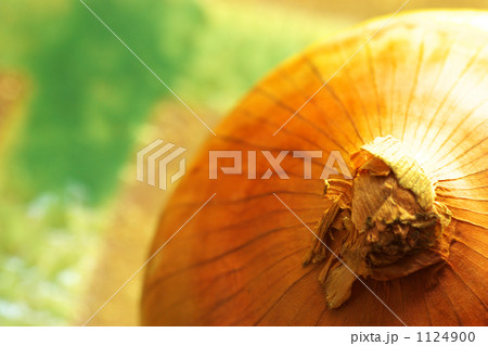 玉葱の情景 1124900