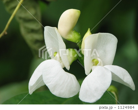 白花豆の花 白花豆の花 1124984