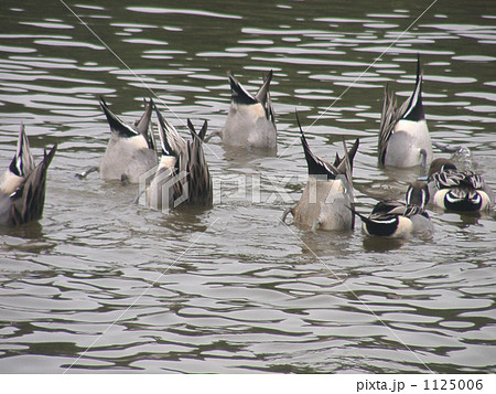 皆一緒に逆立ちして採餌をするオナガガモ 1125006