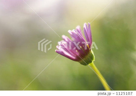 ブラキカム（ヒメコスモス） 1125107