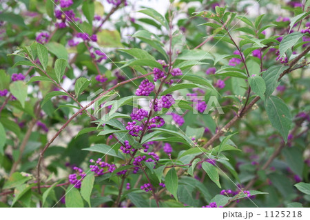 ムラサキシキブ ムラサキシキブ 1125218