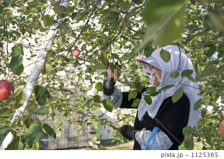 農業　りんご 1125365