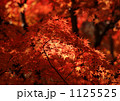 紅葉 1125525