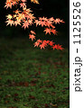紅葉 1125526