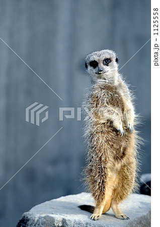 ミーアキャット 1125558