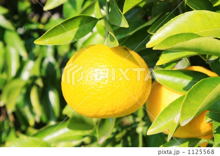 夏みかん 夏みかん 1125568