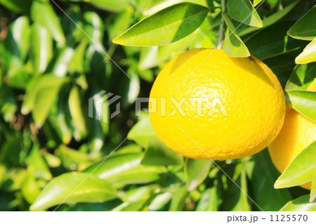 夏みかん 夏みかん 1125570