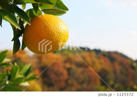 夏みかん 夏みかん 1125572