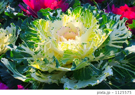 冬の葉牡丹 1125575