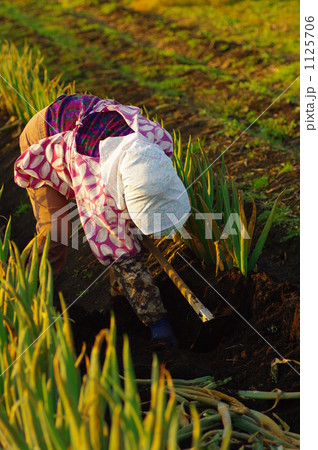 ネギの収穫 ネギの収穫 1125706