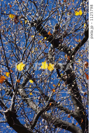 ユリノキ 1125798