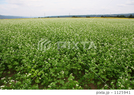 蕎麦畑 蕎麦畑 1125941