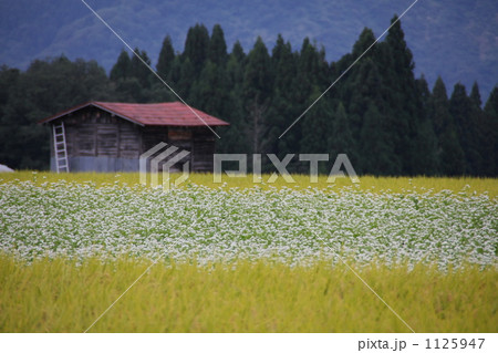 蕎麦畑と田んぼ 1125947