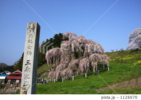 三春の滝桜 1126070