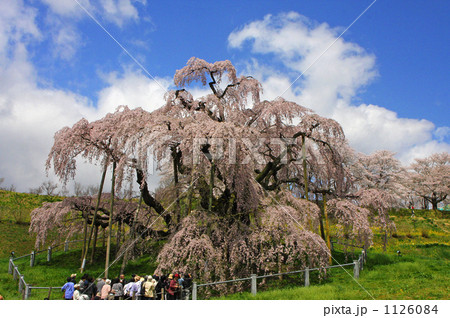 三春の滝桜 三春の滝桜 1126084