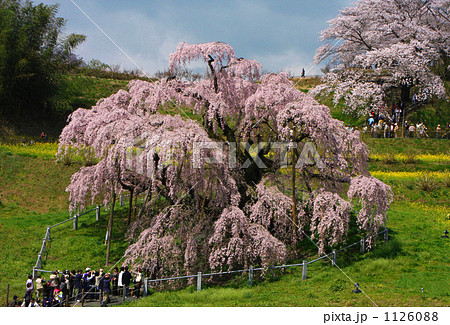 三春の滝桜 1126088
