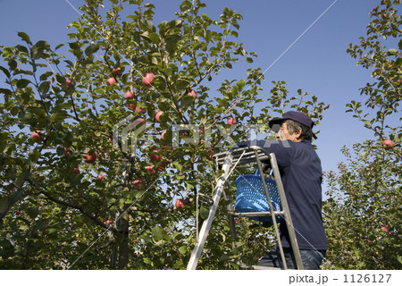 農業　りんご 1126127