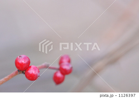 ノイバラの実 1126397