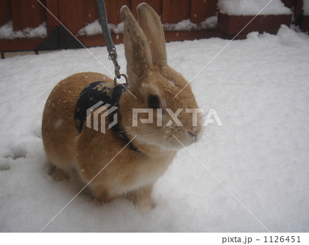 うさぎ雪の中の散歩 1126451