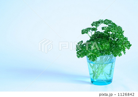 さわやかな朝 さわやかな朝 1126842