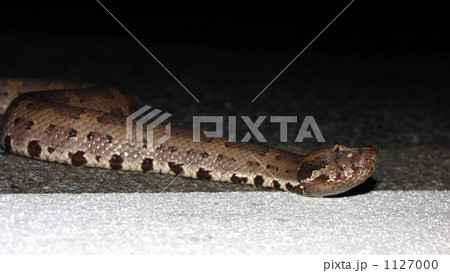 ヒメハブ 1127000