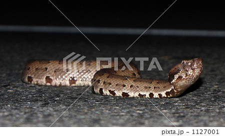 ヒメハブ 1127001