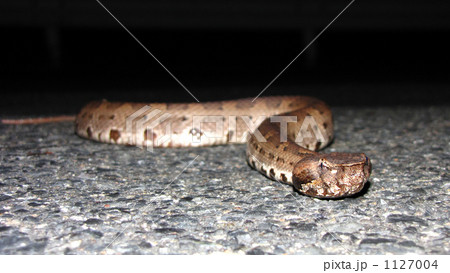 ヒメハブ 1127004