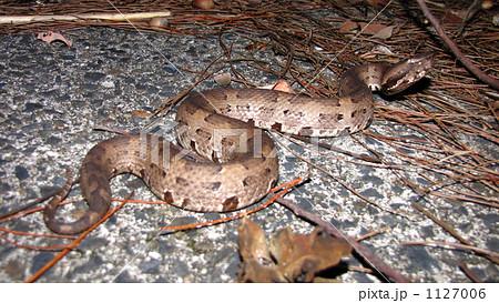 ヒメハブ ヒメハブ 1127006