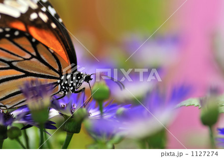 蝶の楽園 1127274