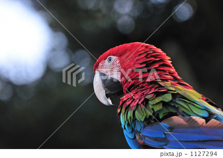 アカコンゴウインコ 1127294