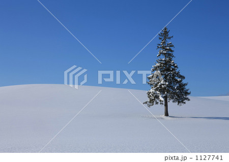 一樹 1127741