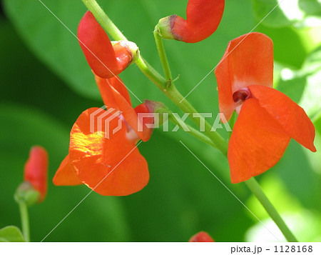 花豆の花 花豆の花 1128168