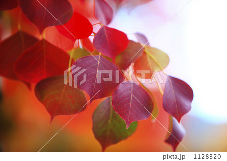 ナンキンハゼ 1128320