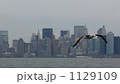 1129109