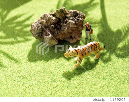 虎とカメラマン 1129205