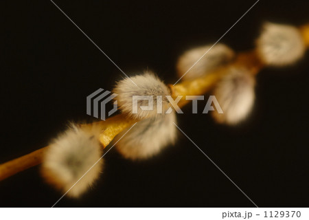 ねこやなぎ 1129370