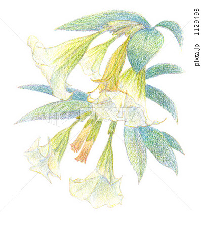 ダチュラ1 花たくさんの花叢のイラスト素材 1129493 Pixta