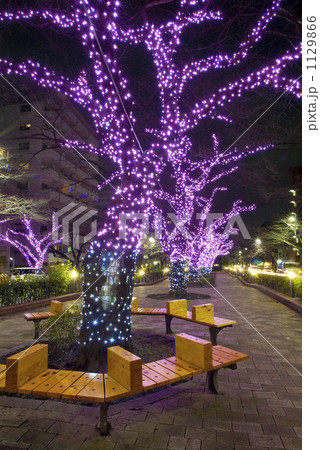 播磨坂イルミネーション 播磨坂イルミネーション 1129866