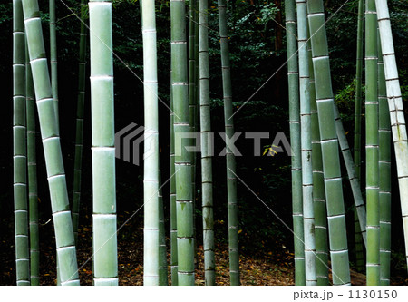 冬の竹林 1130150