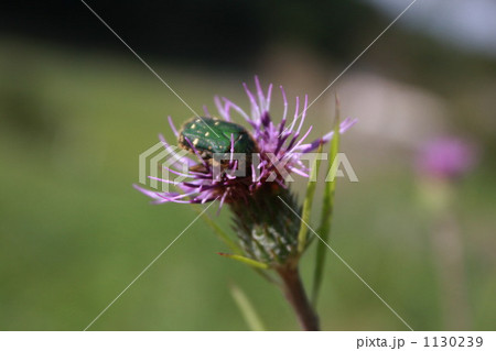 アザミとハナムグリ 1130239