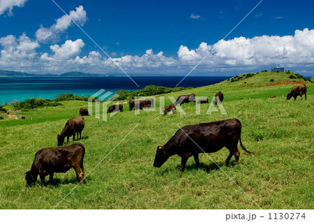 南の島の牧場 1130274