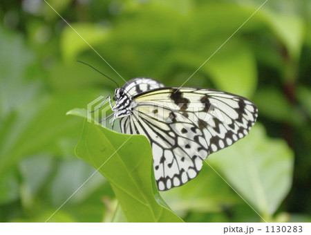 オオゴマダラ 1130283