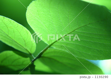 新緑 1130290